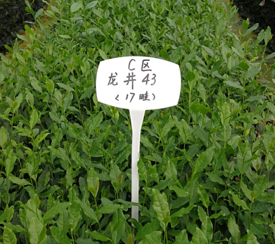 雨量對(duì)茶葉的影響？