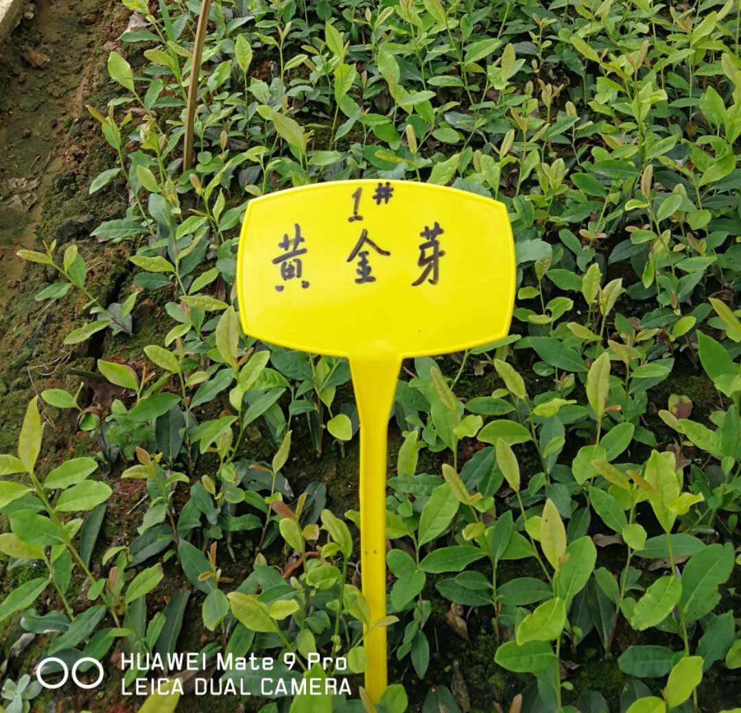 茶樹(shù)病蟲(chóng)害該如何防患未然？